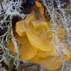 Tremella mesenterica (Witch's Butter or Yellow Brain) at Mongarlowe River - 16 Jun 2024 by LisaH