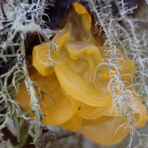 Tremella mesenterica at QPRC LGA - suppressed