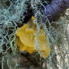 Tremella mesenterica at QPRC LGA - suppressed