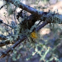 Tremella mesenterica at QPRC LGA - suppressed