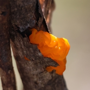 Tremella mesenterica at QPRC LGA - suppressed