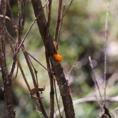 Tremella mesenterica at QPRC LGA - suppressed