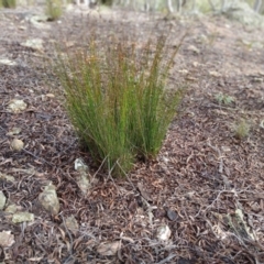 Juncus (genus) (A Rush) at Kybeyan State Conservation Area - 16 Jun 2024 by mahargiani