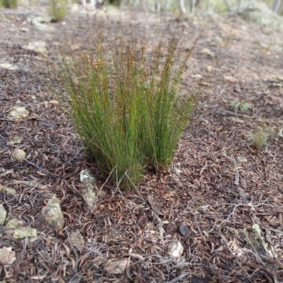 Juncus (genus) (A Rush) at Kybeyan State Conservation Area - 16 Jun 2024 by mahargiani