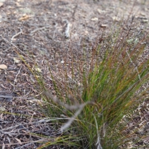 Juncus sp. at Kybeyan State Conservation Area - 16 Jun 2024 10:35 AM