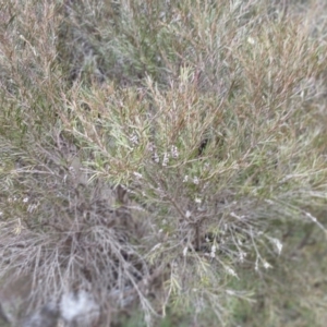 Callistemon sieberi at Numeralla, NSW - 16 Jun 2024 11:24 AM