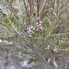 Callistemon sieberi at Numeralla, NSW - 16 Jun 2024 11:24 AM