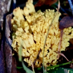 Ramaria sp. (A Coral fungus) at Mongarlowe River - 16 Jun 2024 by LisaH