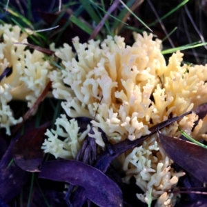 Ramaria sp. at QPRC LGA - suppressed