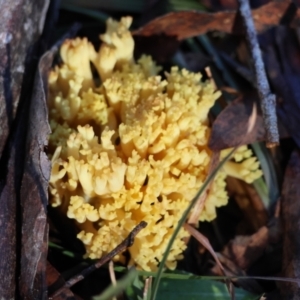 Ramaria sp. at QPRC LGA - suppressed