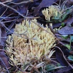 Ramaria sp. at QPRC LGA - suppressed