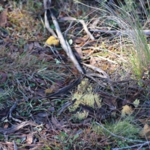 Ramaria sp. at QPRC LGA - suppressed