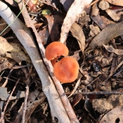 Unidentified Cap on a stem; gills below cap [mushrooms or mushroom-like] at Mongarlowe River - 16 Jun 2024 by LisaH