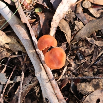 Unidentified Cap on a stem; gills below cap [mushrooms or mushroom-like] at Mongarlowe River - 16 Jun 2024 by LisaH