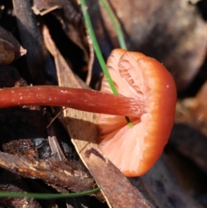 Laccaria sp. at QPRC LGA - 16 Jun 2024