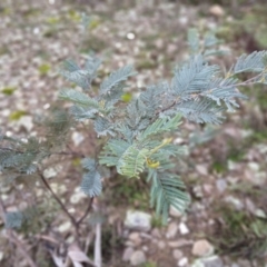 Acacia dealbata (Silver Wattle) at Numeralla, NSW - 16 Jun 2024 by mahargiani