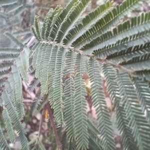 Acacia dealbata at Numeralla, NSW - 16 Jun 2024