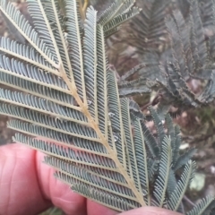 Acacia dealbata at Numeralla, NSW - 16 Jun 2024