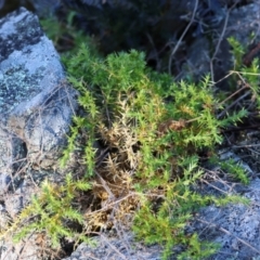 Stellaria pungens (Prickly Starwort) at Mongarlowe River - 16 Jun 2024 by LisaH