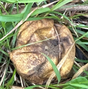 Scleroderma sp. at Kangaroo Valley, NSW - 17 Jun 2024