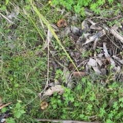 Scleroderma sp. at Kangaroo Valley, NSW - suppressed