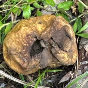 Scleroderma sp. at Kangaroo Valley, NSW - 17 Jun 2024