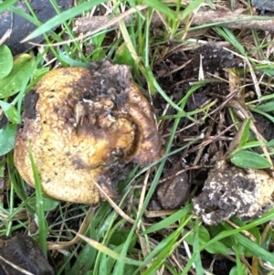 Scleroderma sp. at Kangaroo Valley, NSW - suppressed