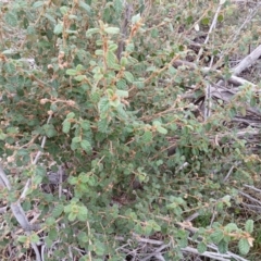 Pomaderris eriocephala (Woolly-head Pomaderris) at Kybeyan State Conservation Area - 16 Jun 2024 by mahargiani