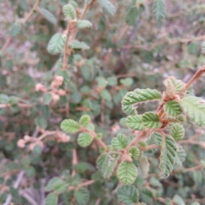 Pomaderris eriocephala at Kybeyan State Conservation Area - 16 Jun 2024 11:54 AM