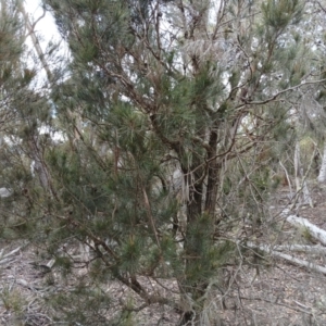 Allocasuarina littoralis at Kybeyan State Conservation Area - 16 Jun 2024 02:34 PM