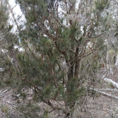 Allocasuarina littoralis (Black She-oak) at Kybeyan State Conservation Area - 16 Jun 2024 by mahargiani