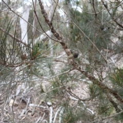 Allocasuarina littoralis at Kybeyan State Conservation Area - 16 Jun 2024 02:34 PM