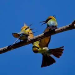 Merops ornatus (Rainbow Bee-eater) at Strathnairn, ACT - 17 Nov 2023 by KorinneM