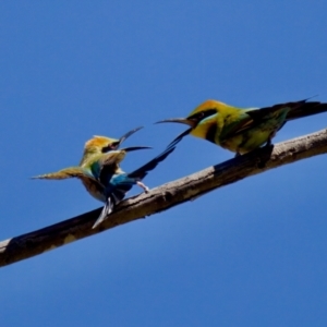 Merops ornatus at Stony Creek - 17 Nov 2023 02:57 PM