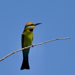 Merops ornatus at Stony Creek - 17 Nov 2023