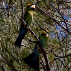 Merops ornatus at Stony Creek - 17 Nov 2023 02:57 PM