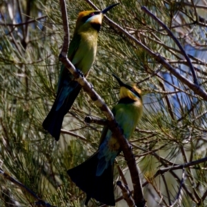 Merops ornatus at Stony Creek - 17 Nov 2023