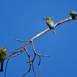 Merops ornatus at Stony Creek - 17 Nov 2023 02:57 PM