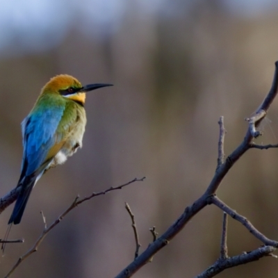 Merops ornatus (Rainbow Bee-eater) at Strathnairn, ACT - 17 Nov 2023 by KorinneM
