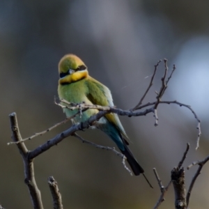 Merops ornatus at Uriarra Recreation Reserve - 17 Nov 2023 06:34 PM