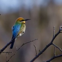 Merops ornatus at Uriarra Recreation Reserve - 17 Nov 2023 06:34 PM