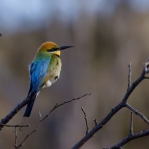 Merops ornatus at Uriarra Recreation Reserve - 17 Nov 2023 06:34 PM