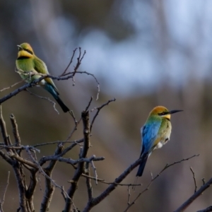 Merops ornatus at Uriarra Recreation Reserve - 17 Nov 2023 06:34 PM