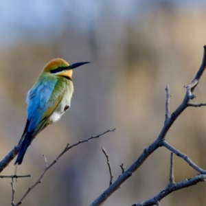 Merops ornatus at Uriarra Recreation Reserve - 17 Nov 2023 06:34 PM