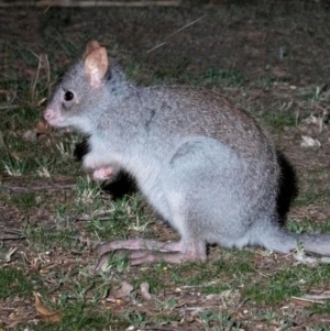 Aepyprymnus rufescens at Shannondale, NSW - 16 Oct 2019 12:00 PM