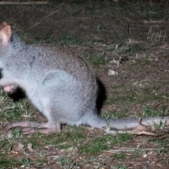 Aepyprymnus rufescens at Shannondale, NSW - 16 Oct 2019