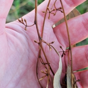 Eucalyptus blakelyi at Watson Woodlands - 17 Jun 2024