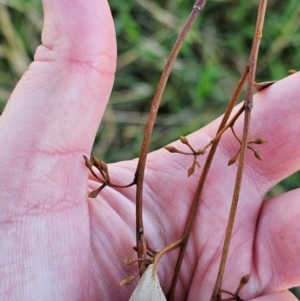 Eucalyptus blakelyi at Watson Woodlands - 17 Jun 2024