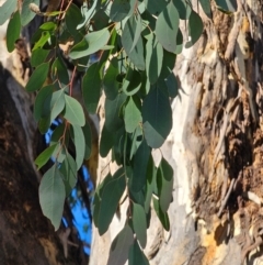 Eucalyptus blakelyi at Watson Woodlands - 17 Jun 2024 11:05 AM