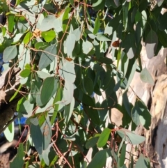 Eucalyptus blakelyi at Watson Woodlands - 17 Jun 2024 11:05 AM